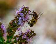 Bienen_Z-fc-5.jpg