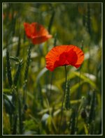 Mohn_im_Kornfeld.jpg