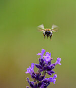 Bienen_02-2.jpg