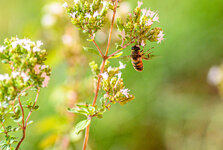 Bienen_02-3.jpg