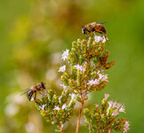 Bienen_02-4.jpg