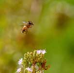 Bienen_02-5.jpg