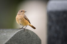 DSC_2184.jpg