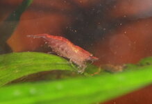IMG_0220-2.JPG