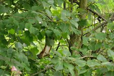 comp_DSC_9542.jpg