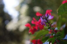 Blume-50mmf3,5-Macro.jpg