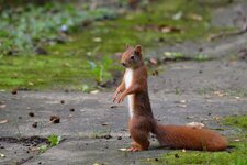 comp_DSC_0038.jpg
