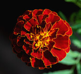 tagetes 1.jpg