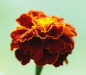 tagetes 2.jpg