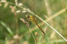 Großer Blaupfeil - Weibchen-1.jpg