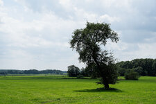 baum 2.jpg