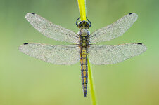 Orthetrum albistylum - Östlicher Blaupfeil (2).jpg