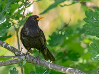 Amsel_2021_06_19_EOS5DMarkIV_9450.jpg