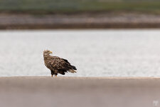 2021-07-09-VA-NO-Seeadler1-1200.jpg