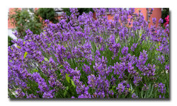 Lavendelblüte1.jpg