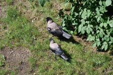 bird_to_go_01.jpg