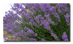 Lavendel3.jpg