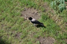 bird_to_go_02.jpg