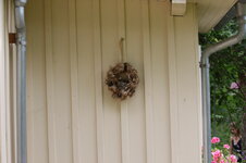 Nest_5D4_9176.JPG