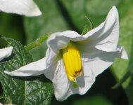 blume3.jpg