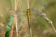 Großer Blaupfeil-Stack 60-Bilder-1.jpg