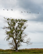 Baum mit Vögeln.jpg