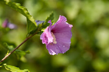DSC_1538.jpg