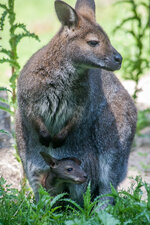 Zoo2013-014.jpg