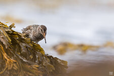 2021-07-NO-VA-Meerstrandläufer-4-1200.jpg