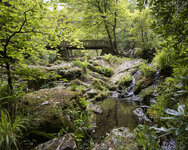 Brücke_im_Wald-3.jpg