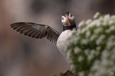 2021-07-NO--Hornoya-Puffin-3-1200.jpg