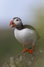 2021-07-NO--Hornoya-Puffin-4-1200.jpg