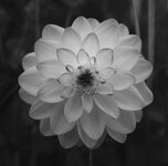 dahlie 1 sw ir.jpg