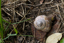 Schnecke_01_1000.jpg