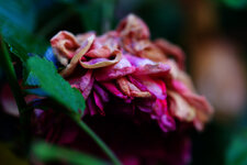 DSC_7931 (1).jpeg