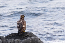 2010-10-13-NO-Lofoten-Seeadler-1200.jpg