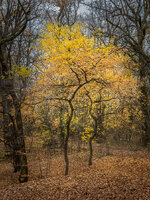 211120_023_SchönholzerHeide-Herbst-DenoiseAI.jpg