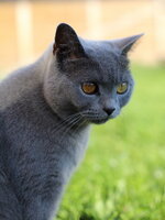 IMG_3575forum.jpg