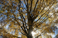 2021.11.07 X-H1 a.jpg