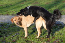 20111217 2021 Lippspieker.JPG