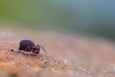 20220123-20211205-IMG_7433 ZS 6 1-8 f71u8 1250 65-b.jpg