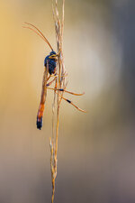 20220114-20211024-IMG_5371 ZS28 1-20 f5 160 100-b.jpg