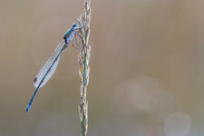 20211010-20211010-IMG_0091 ZS13 1-15 f32 100 100-b.jpg