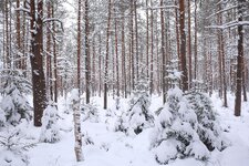 winterwald.jpg