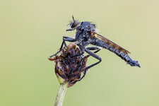 20210924-20210709-IMG_3881 ZS35 1-5 f8 160 100-b.jpg