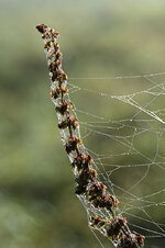 Spinnweben-4336.jpg