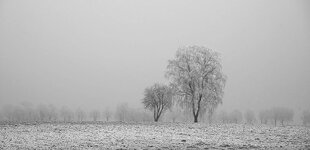 bäume sw.jpg bäume sw.jpg