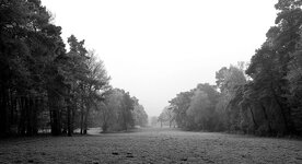 bäume 2 sw.jpg bäume 2 sw.jpg