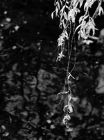 Herbst-1964-1200.jpg