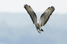 _DSC8625_DxO_Wsb.jpg